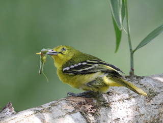狮岛书友 陈欣勉 - 中国书法行书 君子耻其言而过其行 - 小中堂