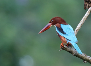 影友 王彩玉 - 叉尖路窄