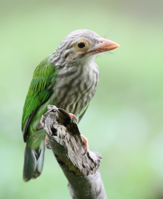 影友 王彩玉 - 枯枝独立