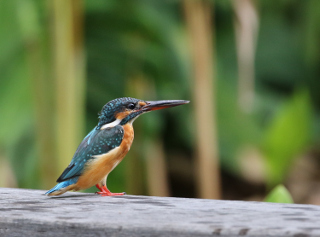 影友 王彩玉 - 等待