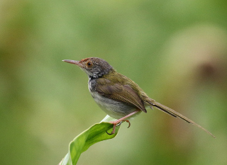 影友 王彩玉 - 侧视