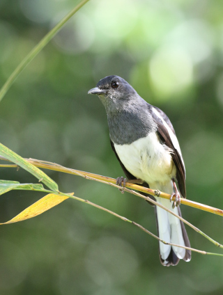 影友 王彩玉 - 直视